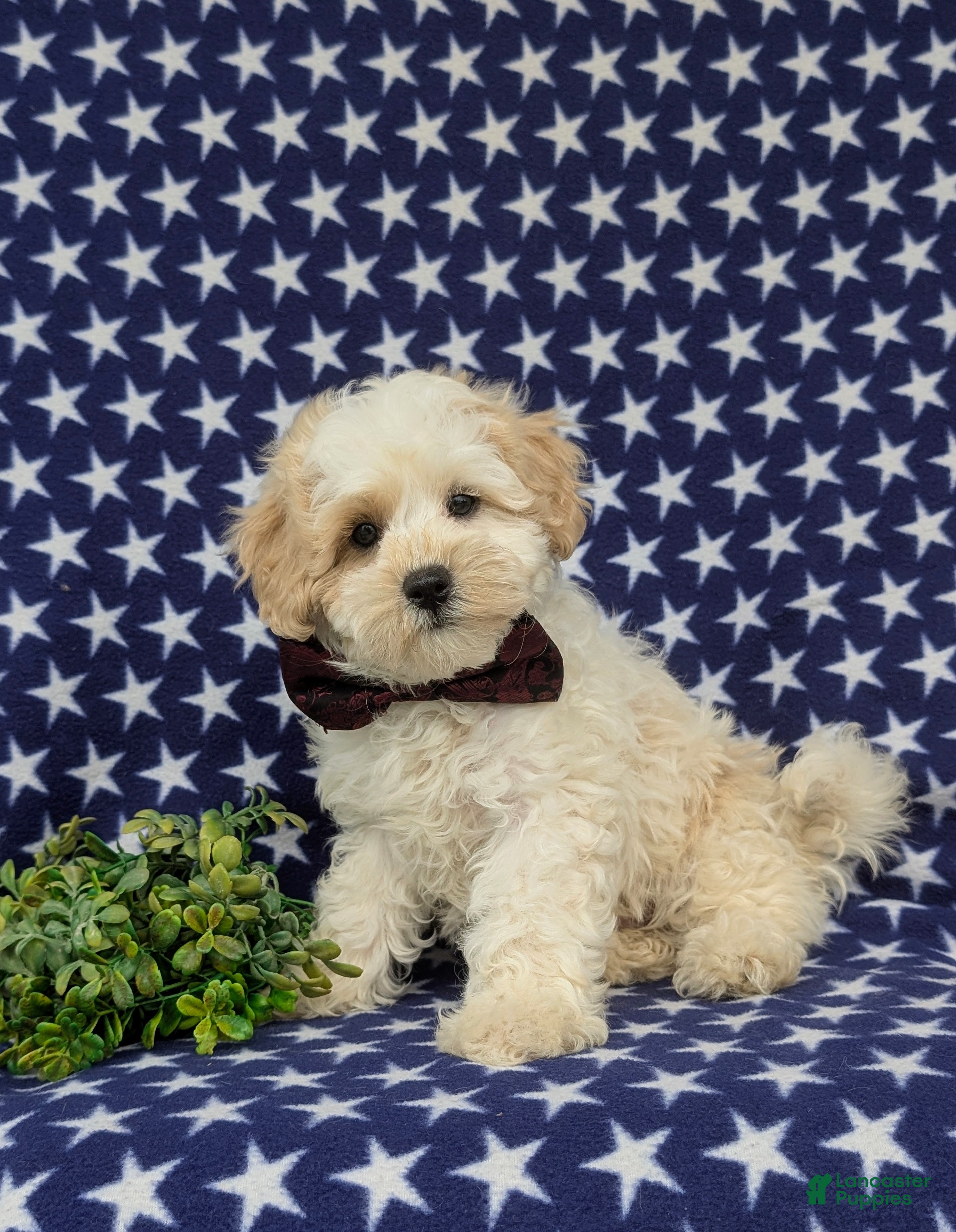 Maltipoo dogs Oscar - Ad 2