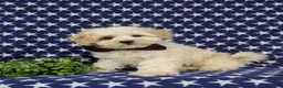 Maltipoo dogs for sale: Oscar - Ad 2