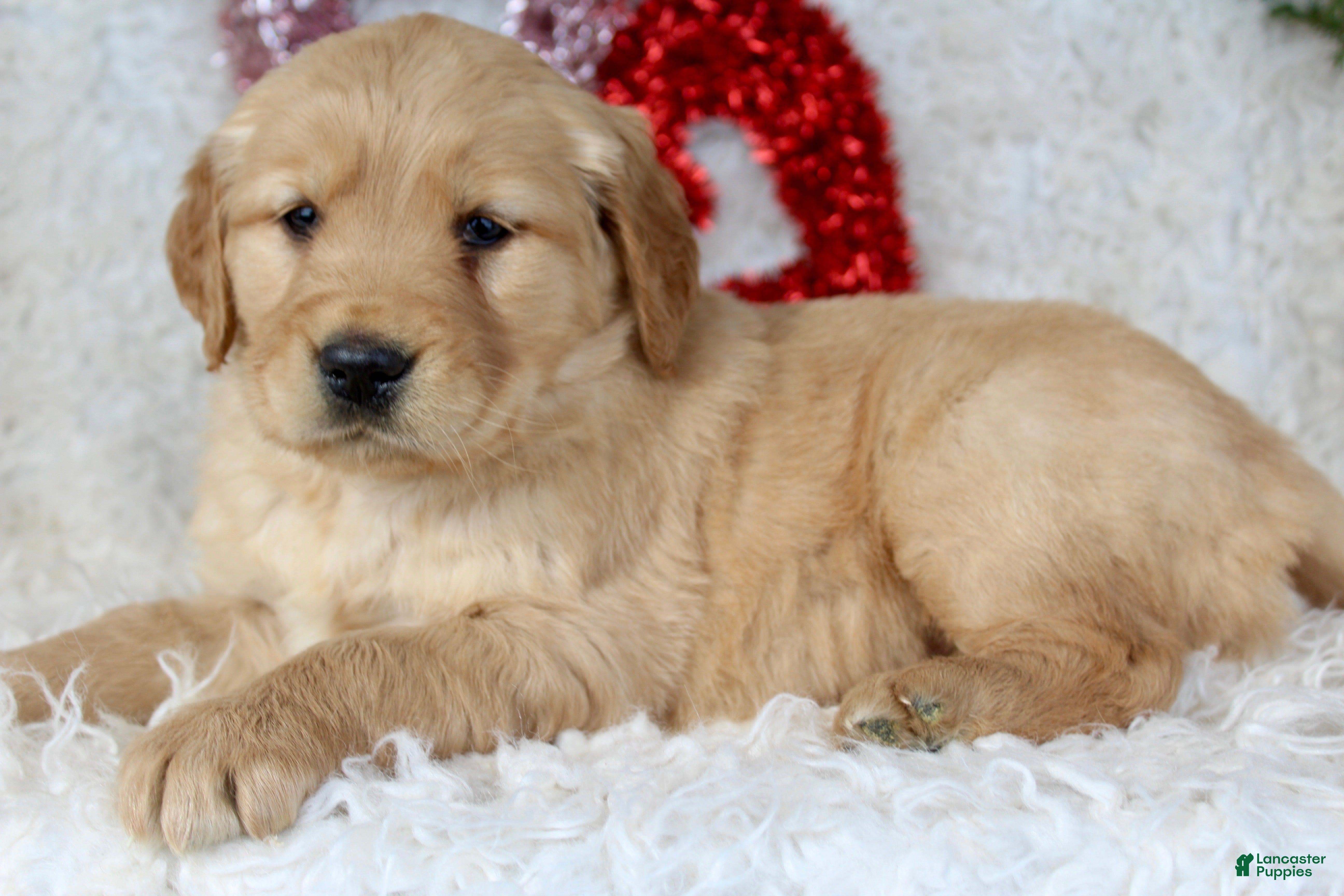 Golden Retriever dogs Golden Retriever Puppy Female 1 - Ad 2