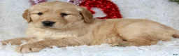 Golden Retriever dogs for sale: Golden Retriever Puppy Female 1 - Ad 2