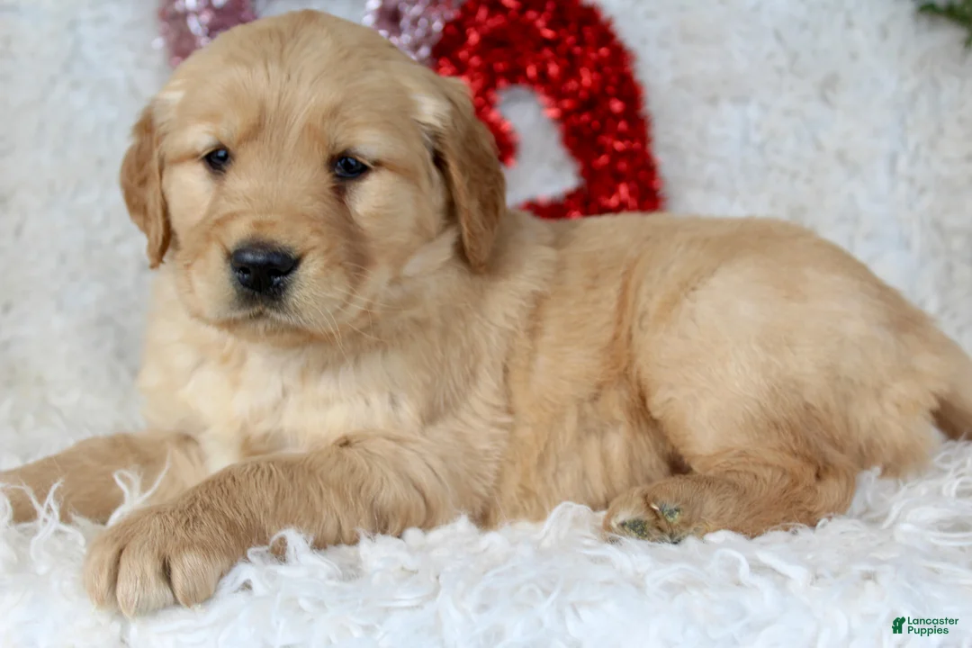Golden Retriever dogs for sale: Golden Retriever Puppy Female 1 - Ad 2