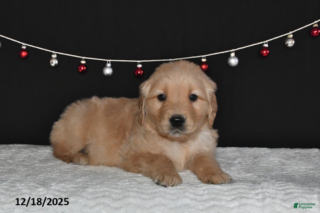 Golden Retriever dogs for sale: Abner - Ad 3