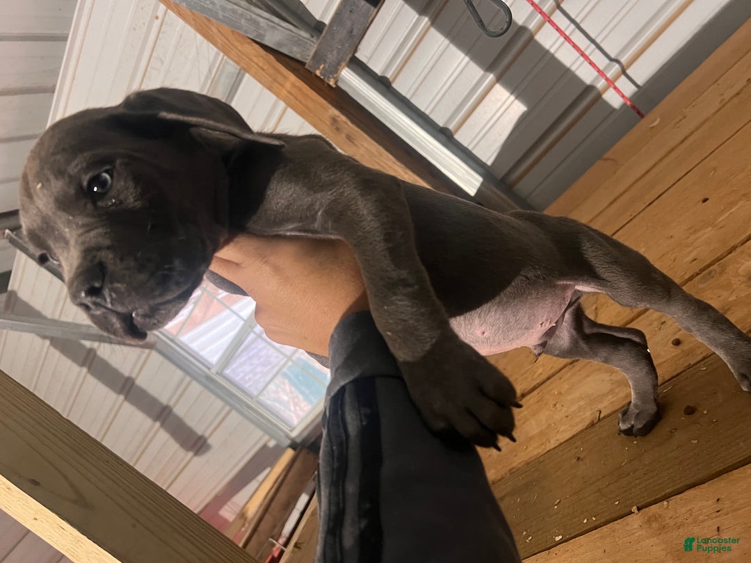 Cane Corso dogs for sale: Cane Corso Puppy 5 - Ad 6