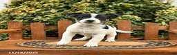 Mixed Breed dogs for sale: Tipsy - Ad 3