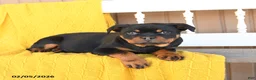 Rottweiler dogs for sale: Stella - Ad 3