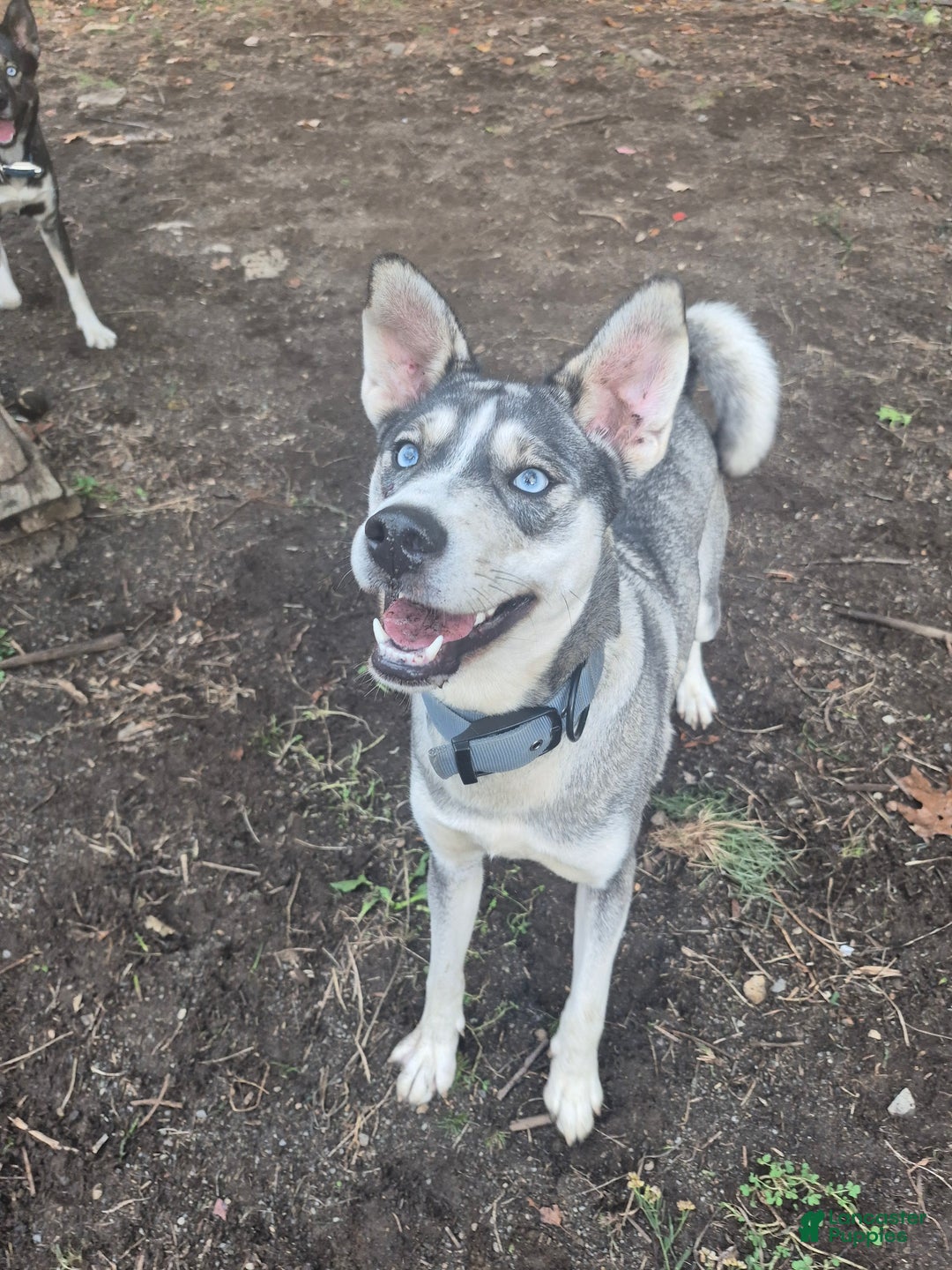 Mixed Breed dogs for sale: Mixed Breed Puppy 1 - Ad 2