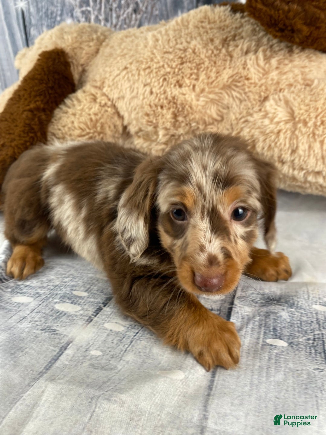 Miniature Dachshund dogs for sale: Raven - Ad 11