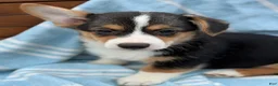 Welsh Corgi Pembroke dogs for sale: Jett - Ad 8