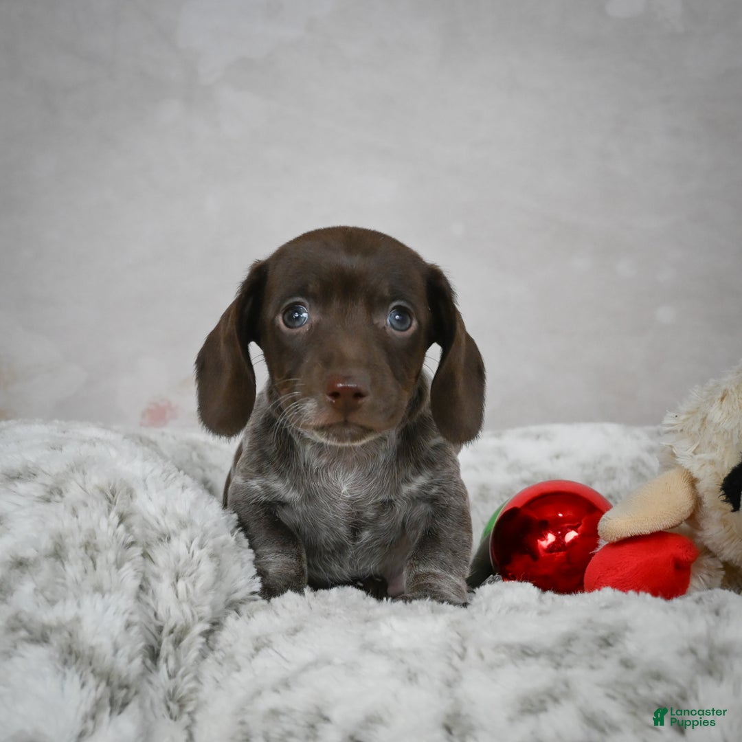 Miniature Dachshund dogs for sale: Hazel - Ad 4