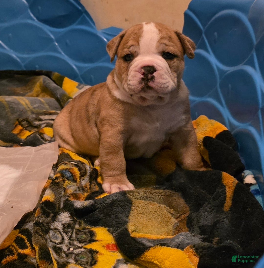 Mixed Breed dogs for sale: OLDE ENGLISH BULLDOG  - Ad 9