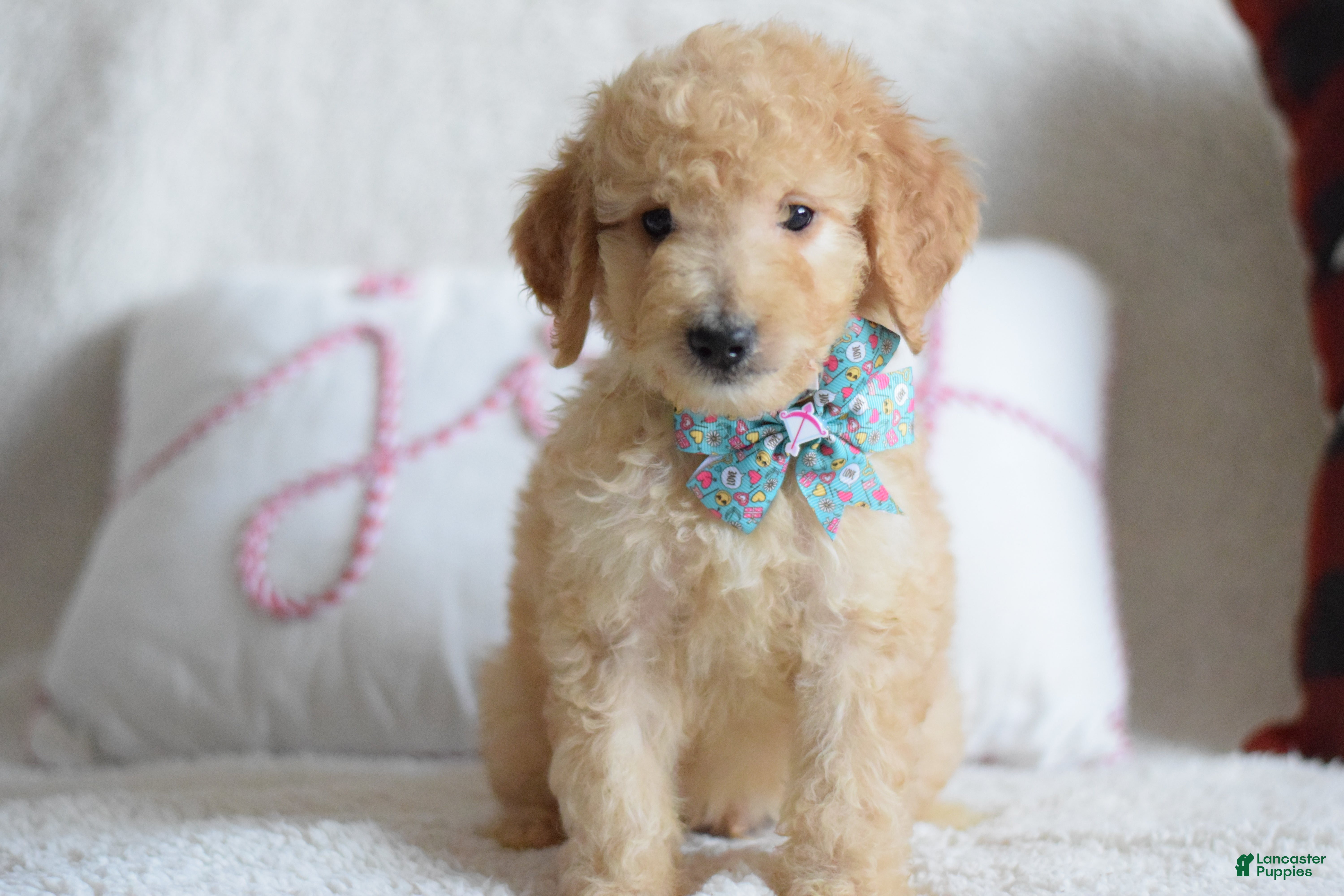Goldendoodle dogs Goldendoodle Puppy 6 - Ad 10