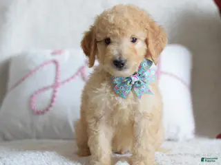 Goldendoodle dogs Goldendoodle Puppy 6 - Ad 10