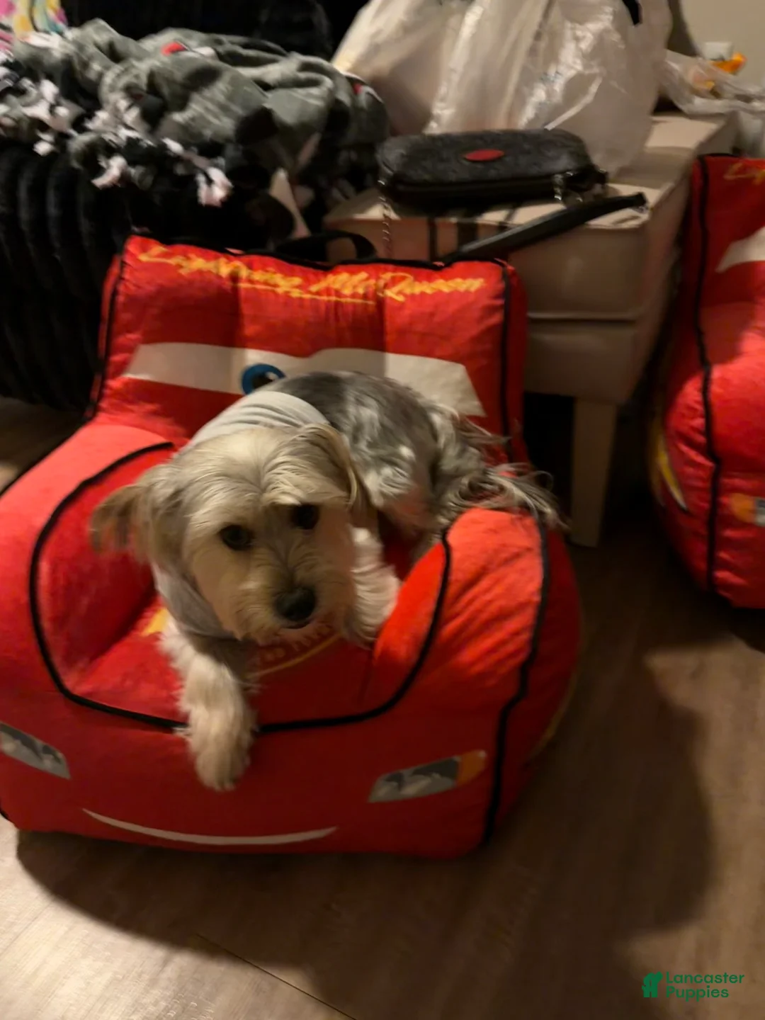 Yorkshire Terrier dogs for sale: Yorkshire Terrier 1 - Ad 2