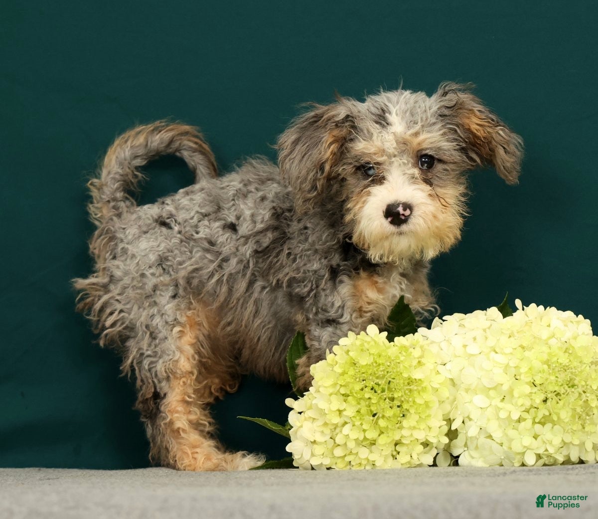Mini Bernedoodle dogs Polly - Ad 2