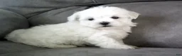 Maltese dogs for sale: Sammy - Ad 4