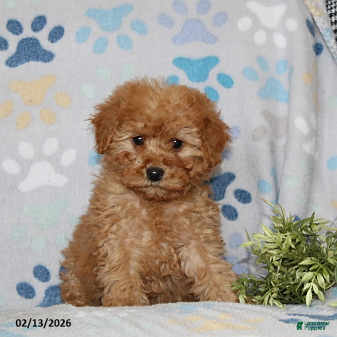 Miniature Poodle dogs for sale: Irene - Ad 2
