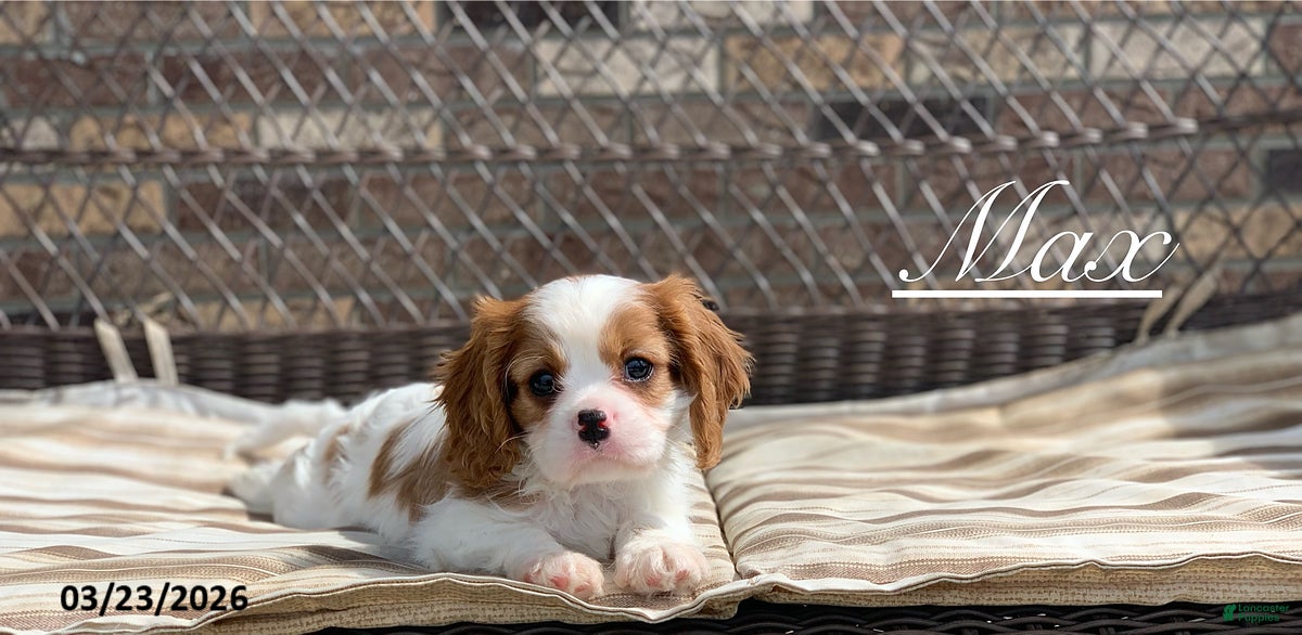 Cavalier King Charles Spaniel dogs Max - Ad 1