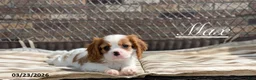 Cavalier King Charles Spaniel dogs for sale: Max - Ad 1
