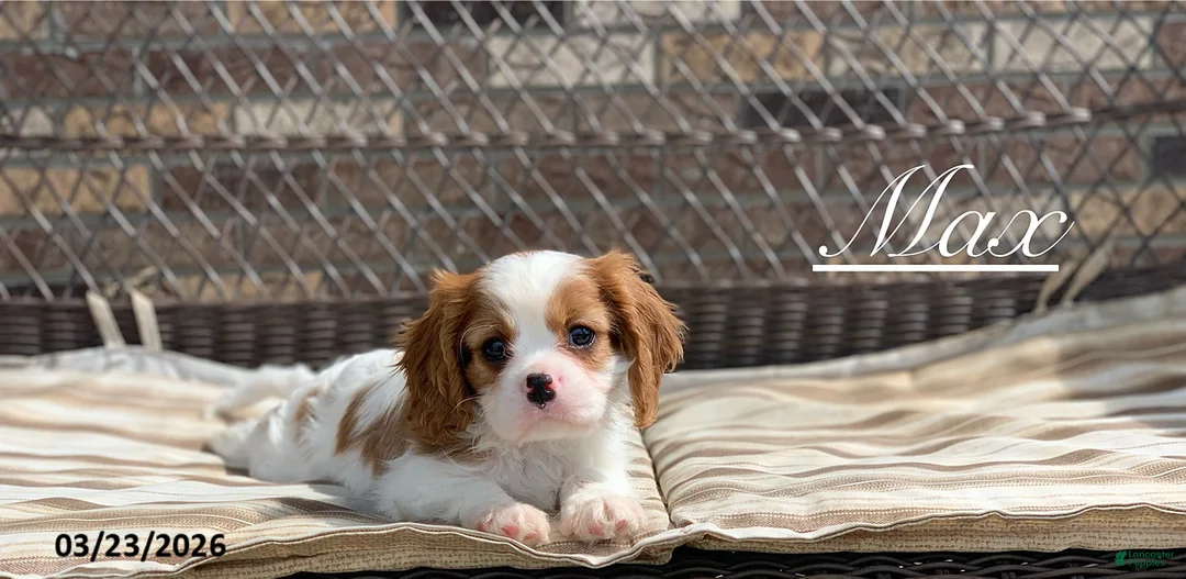 Cavalier King Charles Spaniel dogs for sale: Max - Ad 1