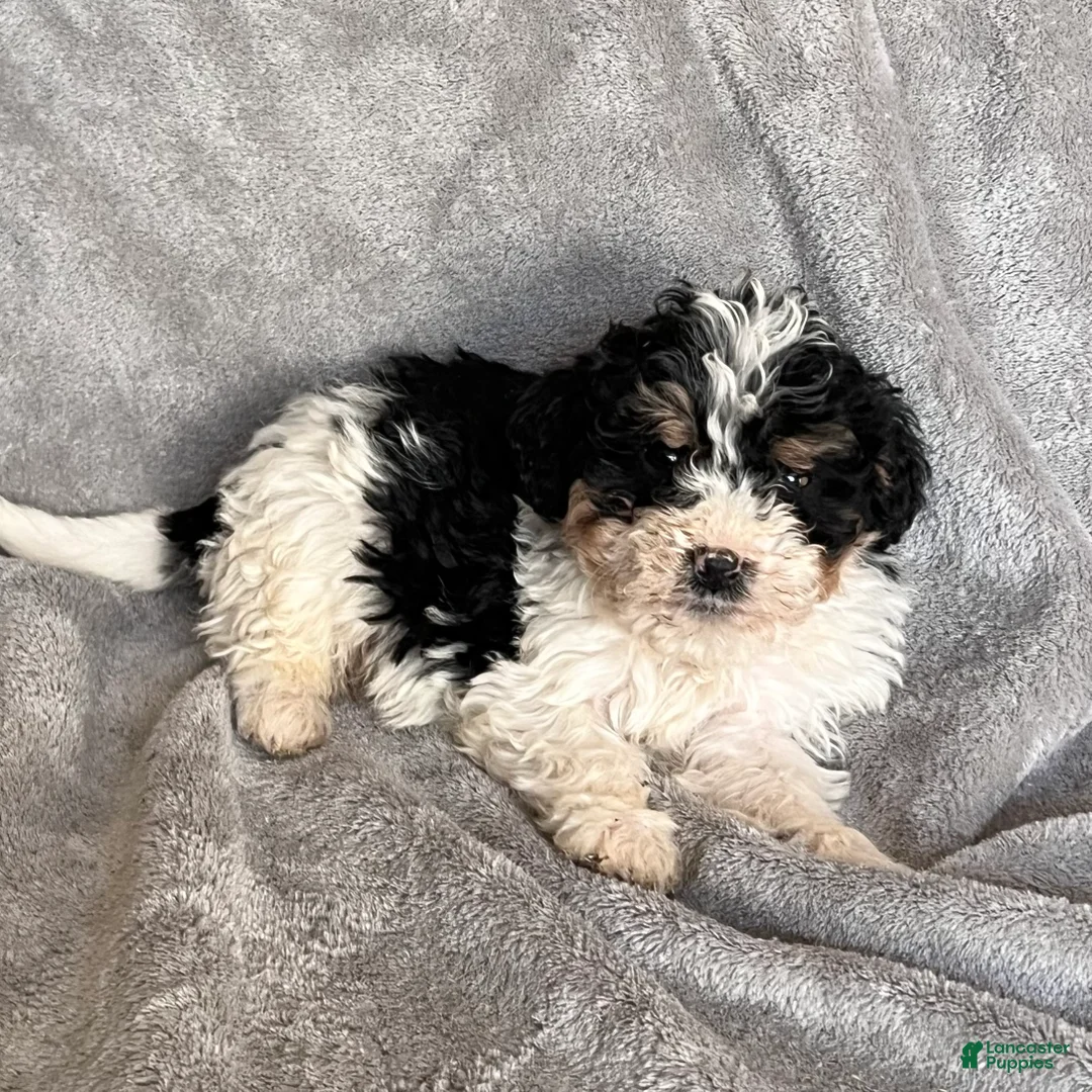 Bernedoodle dogs for sale: Jax updated pics - Ad 4