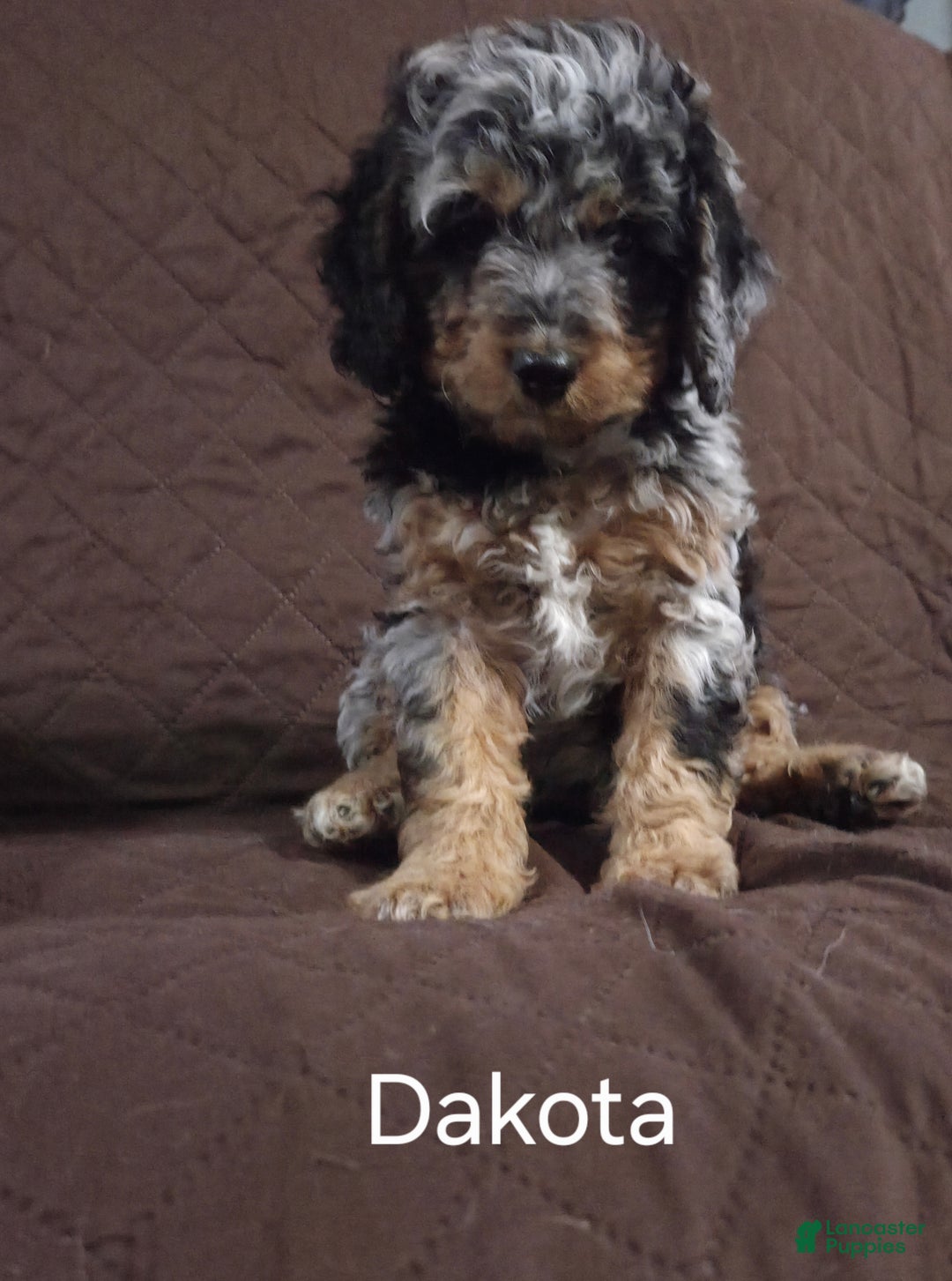 Cockapoo dogs for sale: Dakota - Ad 5