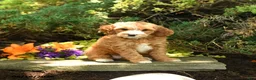Mini Goldendoodle dogs for sale: Willow - Ad 3