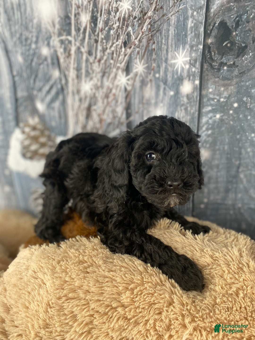 Cavapoo dogs for sale: Rusty - Ad 8