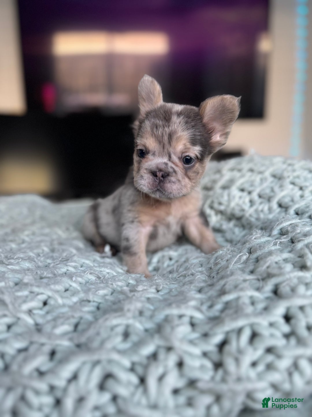 French Bulldog dogs for sale: Lilac tan fluffy french bulldog  - Ad 10
