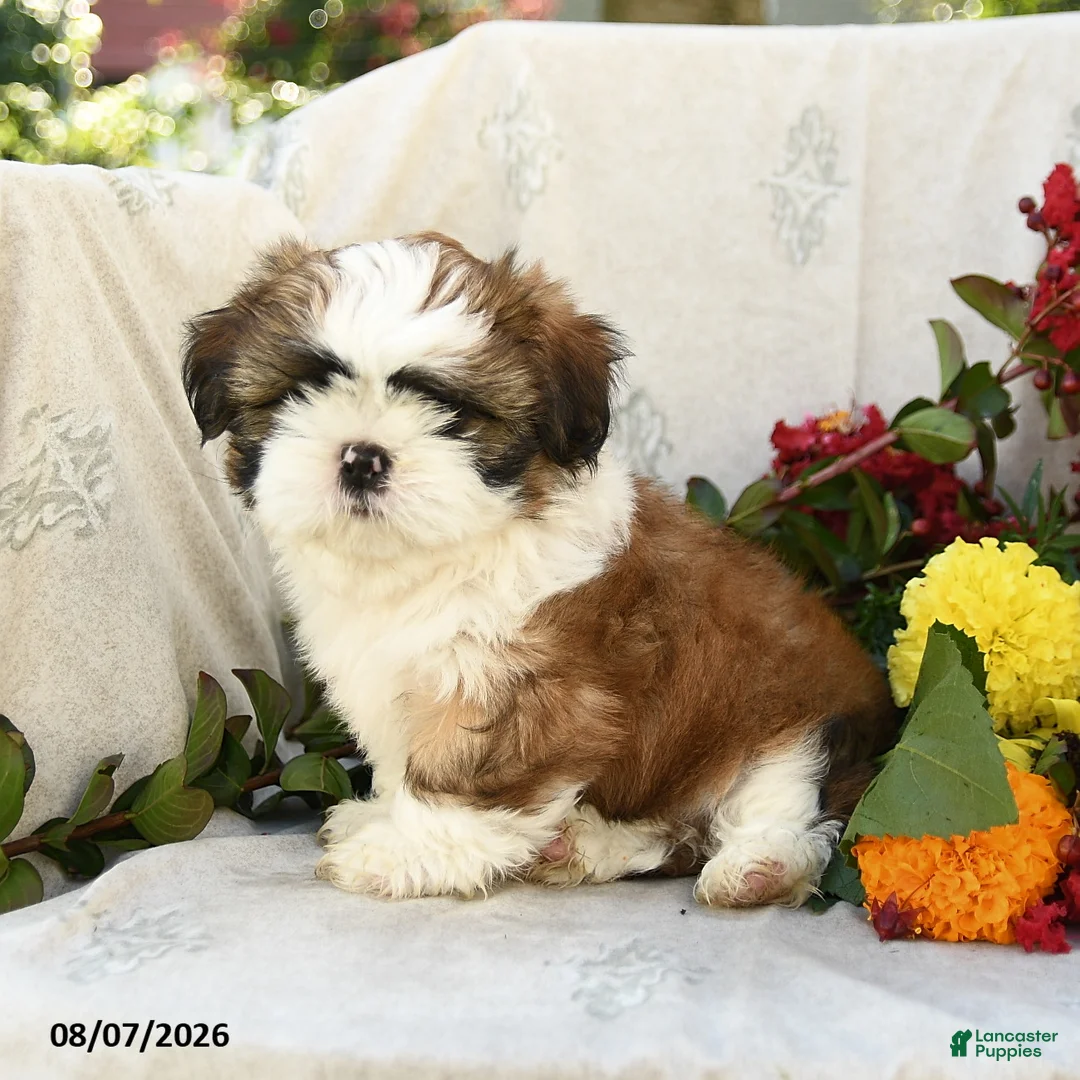 Shih Tzu dogs for sale: Rachael - Ad 1