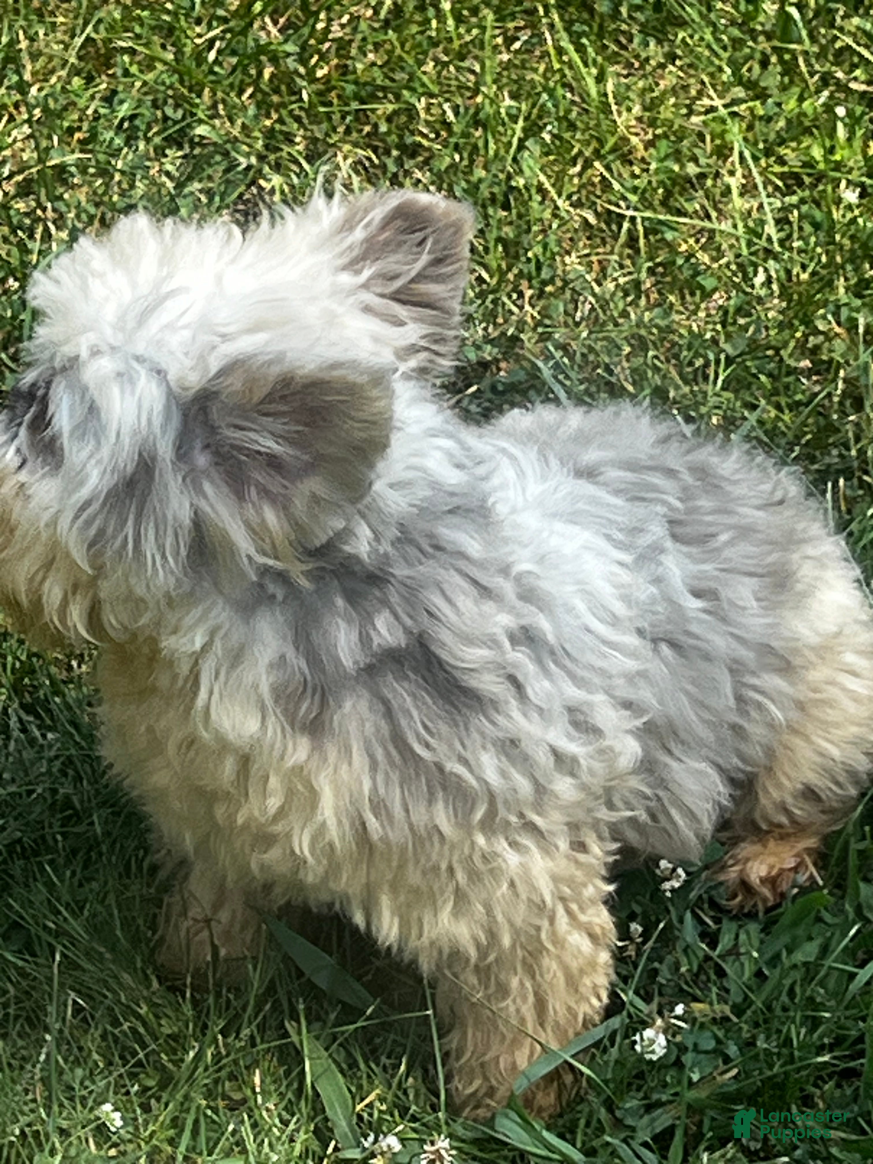 French Bulldog dogs for sale: Swaggy Bear - Ad 2