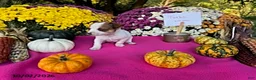 Chihuahua dogs for sale: Turbo - Ad 3