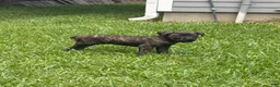 Cane Corso dogs for sale: Cane Corso Puppy 2 - Ad 2