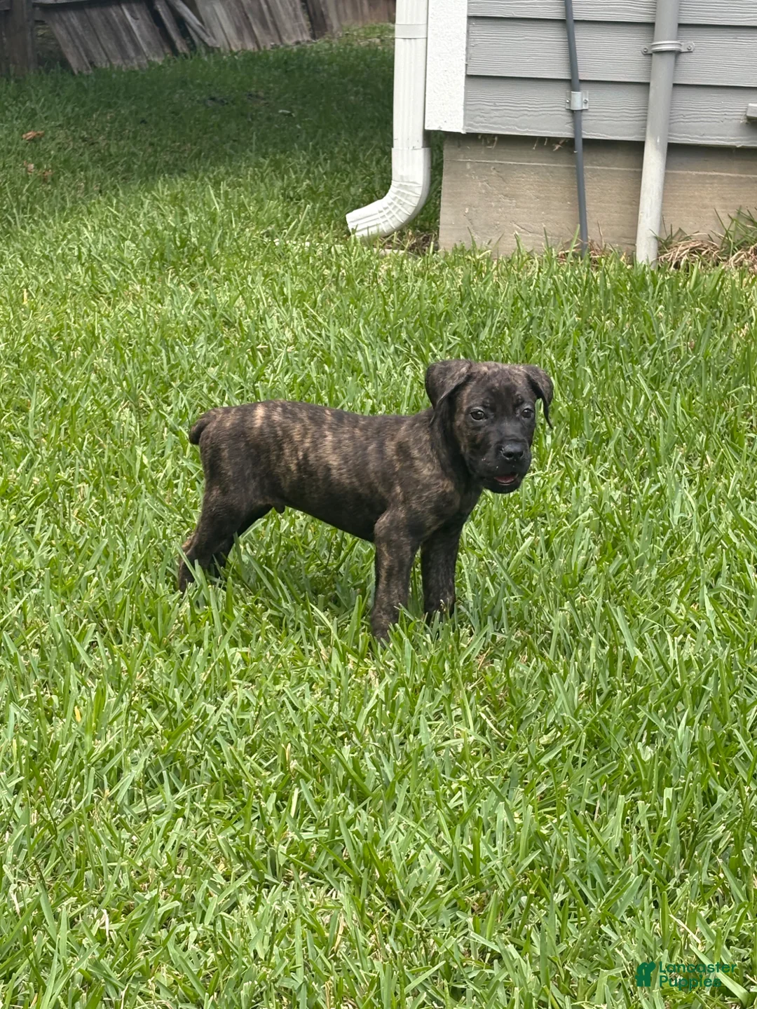 Cane Corso dogs for sale: Cane Corso Puppy 2 - Ad 2