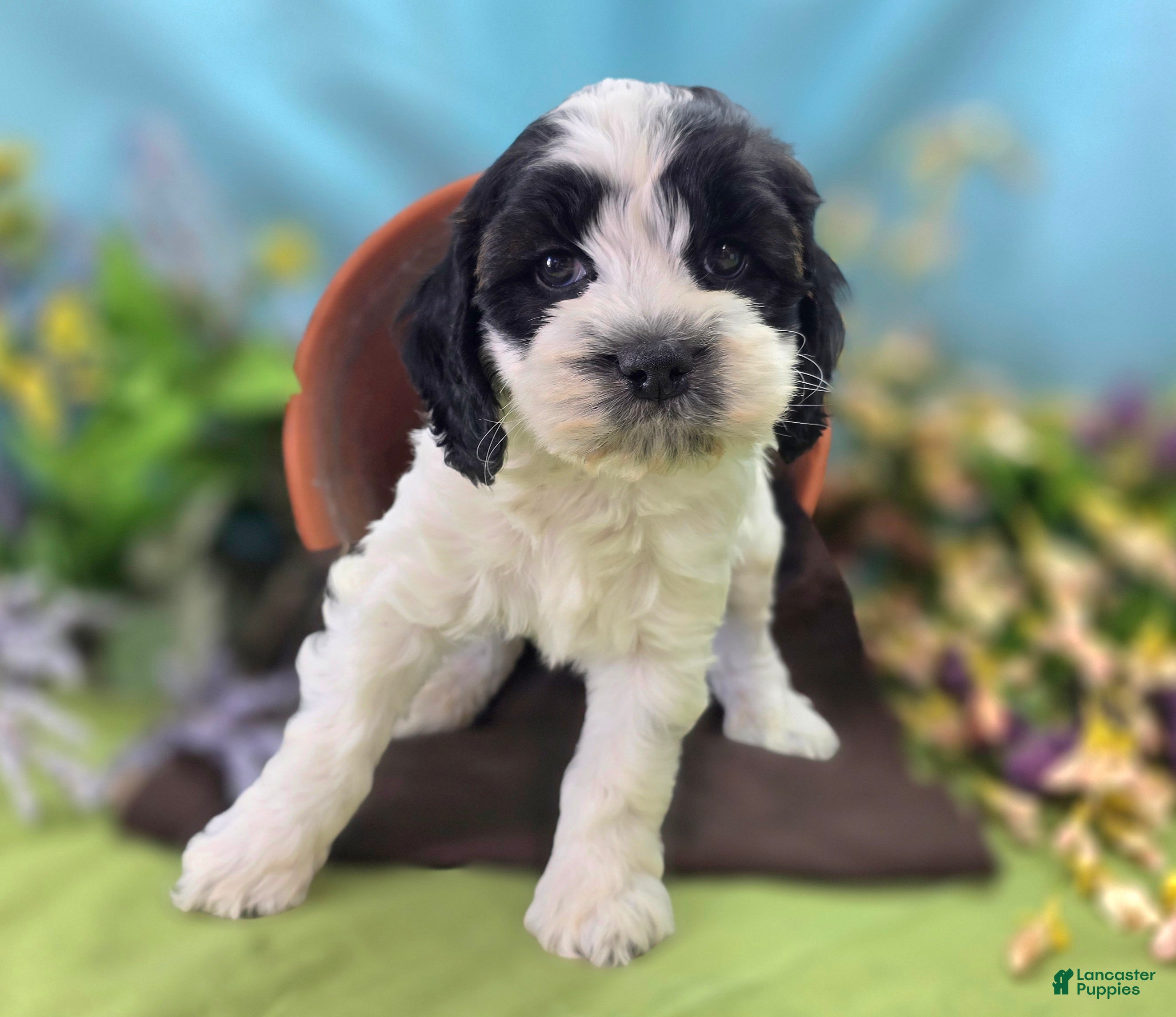 Cockapoo dogs Puddleduck - Ad 17