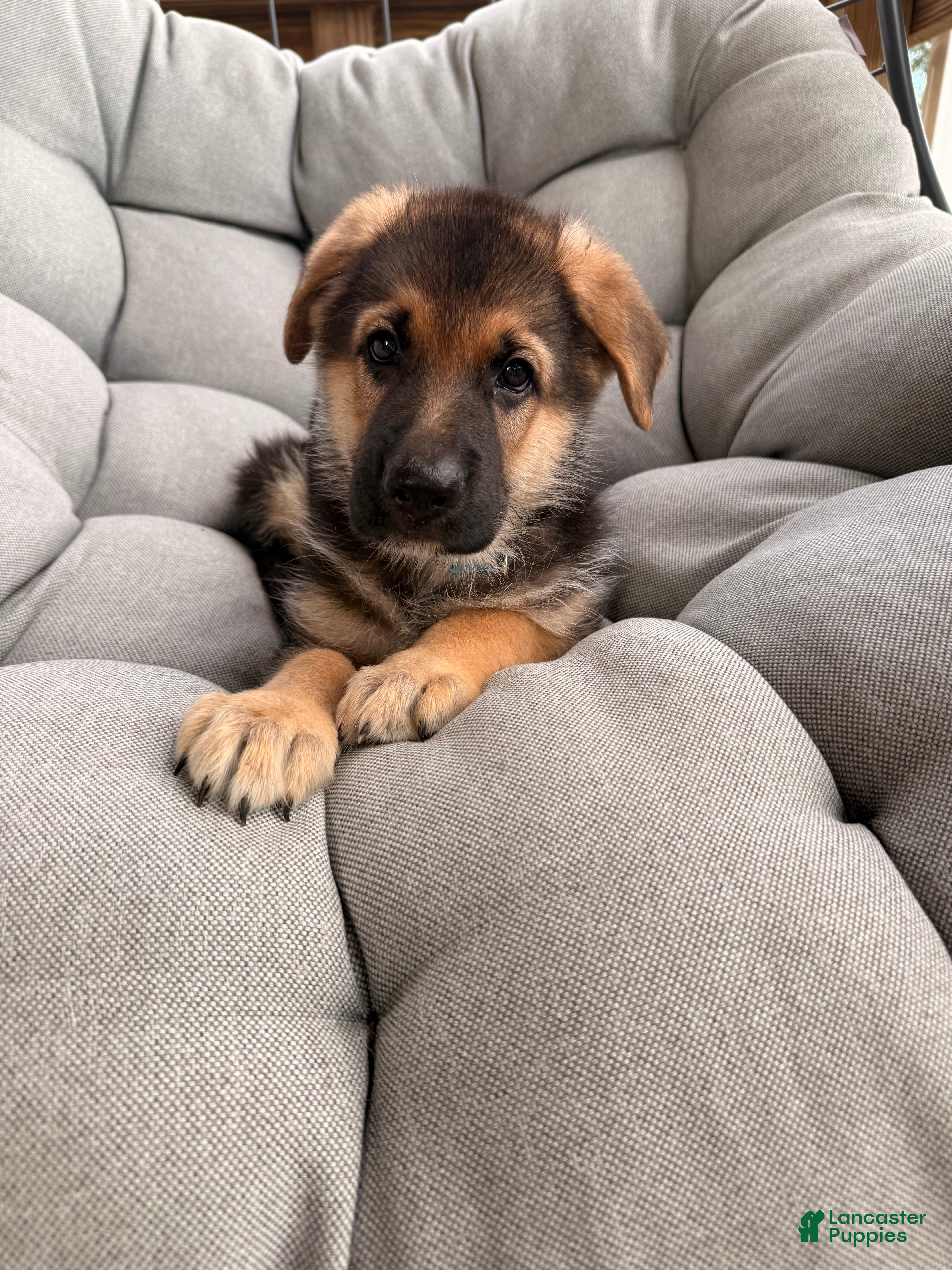 German Shepherd dogs Milo - Ad 34