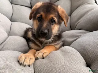 German Shepherd dogs Milo - Ad 34