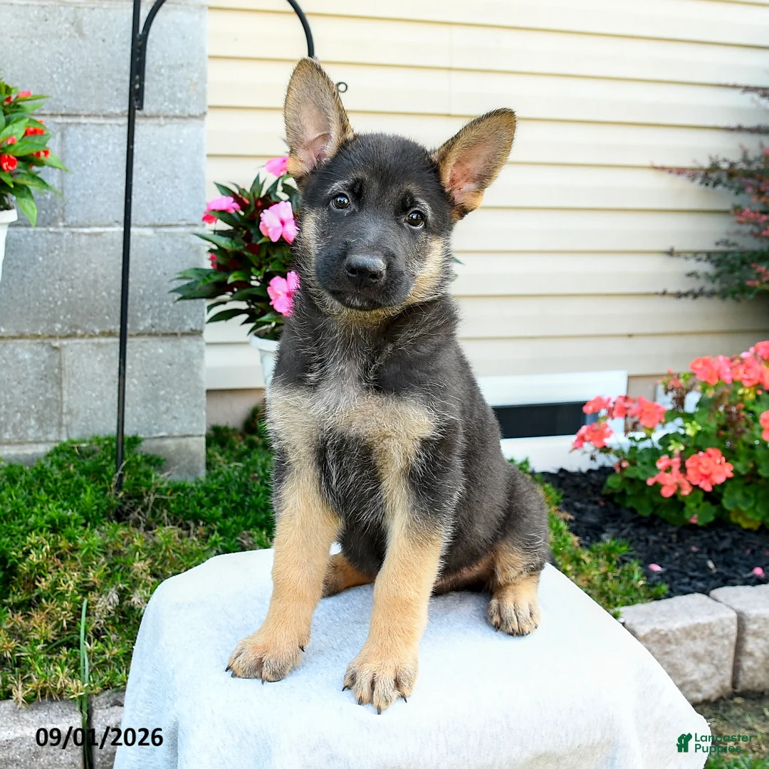 German Shepherd dogs for sale: Frankie - Ad 2