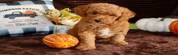 Mini Goldendoodle dogs for sale: Mini Goldendoodle 3 - Ad 4