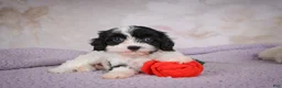 Cavapoo dogs for sale: Cavapoo 2 - Ad 6