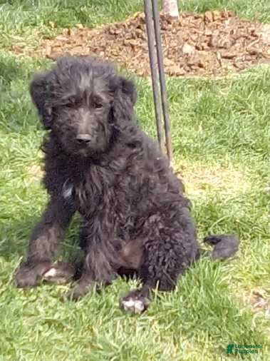 Labradoodle dogs LADY - Ad 1