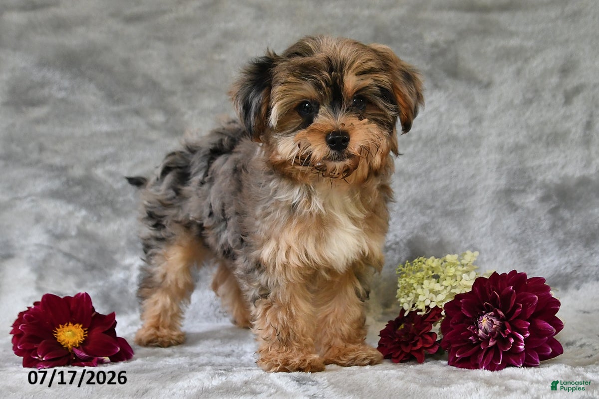 Yorkiepoo dogs Oscar - Ad 2