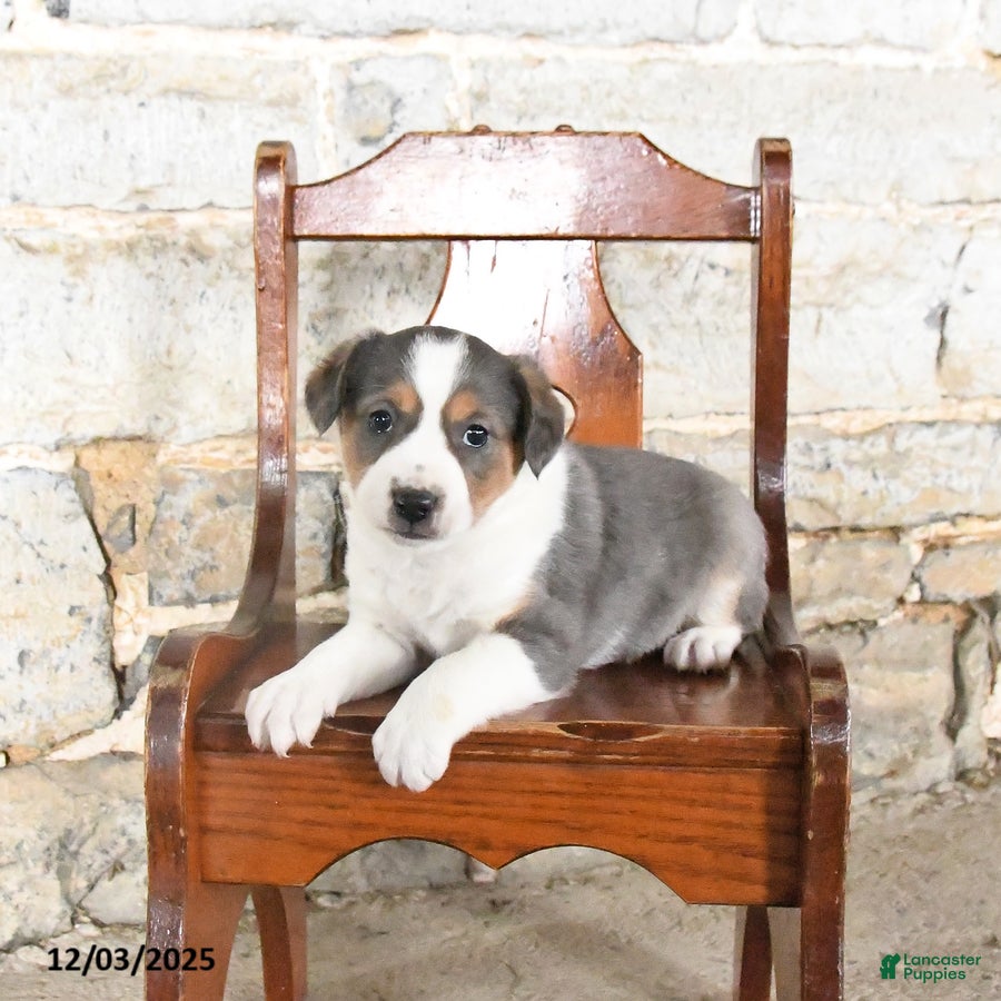 Mini Aussiedoodle dogs Chip - Ad 2