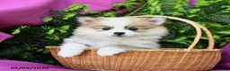 Pomeranian dogs for sale: Jack  - Ad 4
