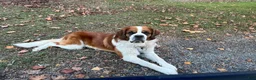 Saint Bernard dogs for stud: Saint Bernard - Ad 1