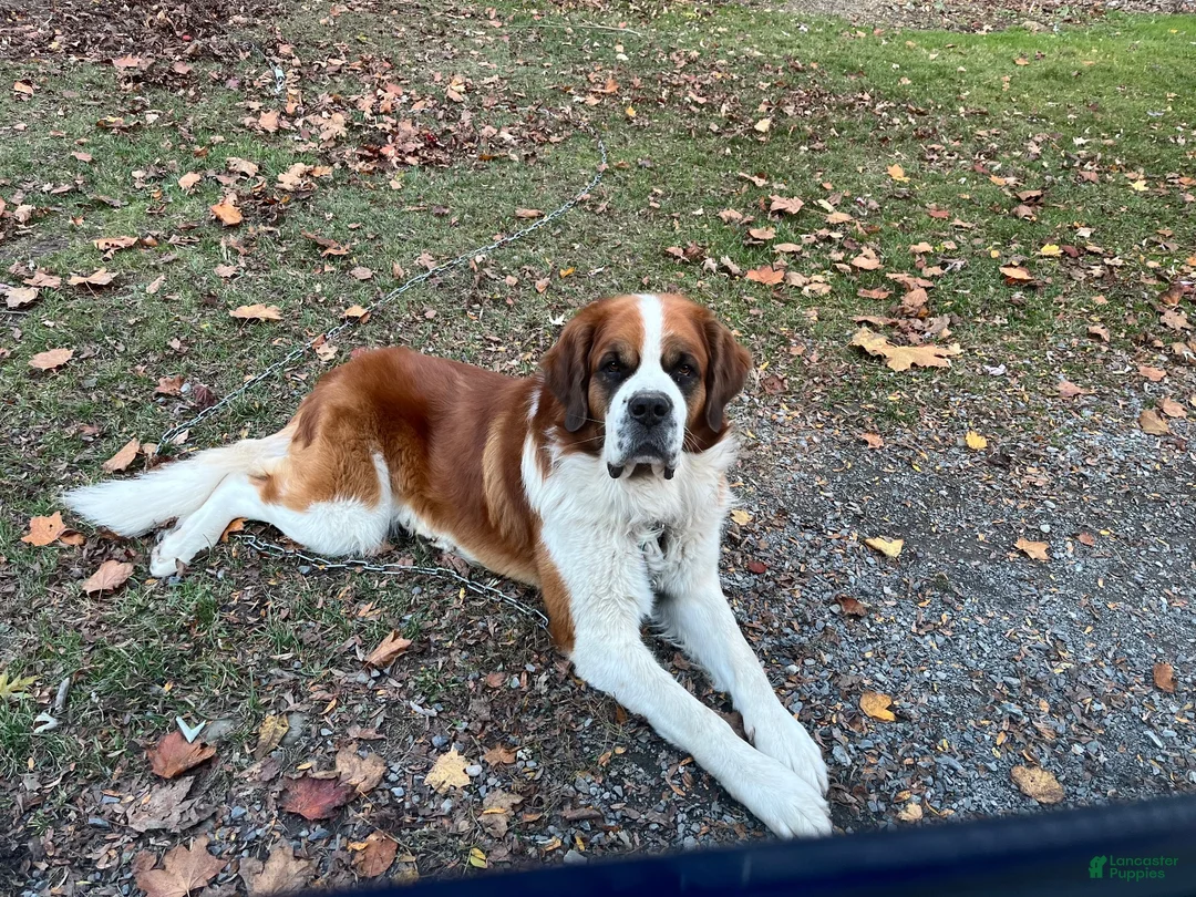 Saint Bernard dogs for stud: Saint Bernard - Ad 1