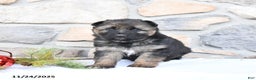 German Shepherd dogs for sale: Clover - Ad 2