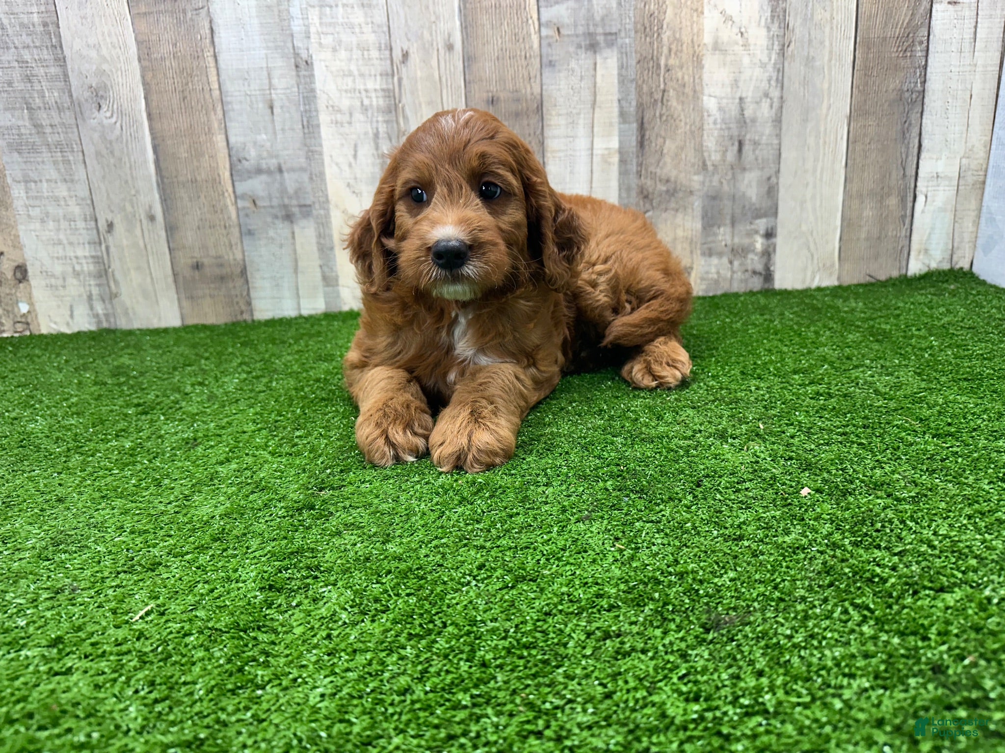 Irish Doodle dogs Max - Ad 1