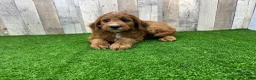 Irish Doodle dogs for sale: Max - Ad 1