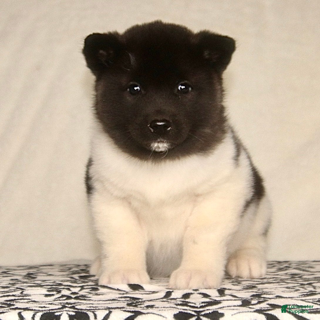 Akita dogs Austin - Ad 7