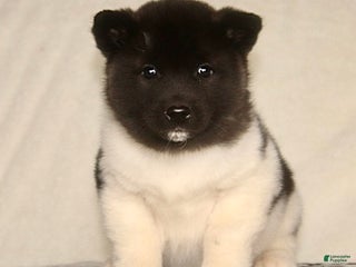 Akita dogs Austin - Ad 7